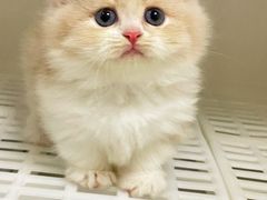 -lincat·猫舍(广州店)