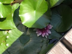 -天津东丽湖风景区