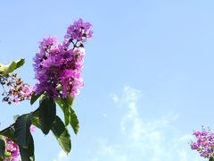 -广州白江湖森林公园