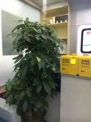 点击看大图 -痘博士广州·全国连锁祛痘机构
