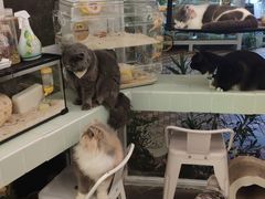 -有猫主题·治愈系猫咖(曾厝垵店)