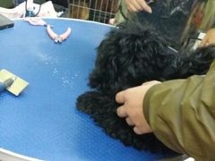 android_upload_pic-爱宠屋pet shop·宠物洗澡·宠物美容
