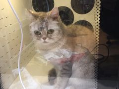 -Pets First伊珊娜洗护·精致美容·家庭式寄养(新会路店)