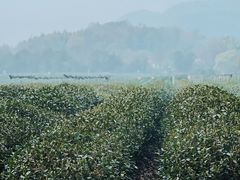 -中国茶叶博物馆(双峰馆区)
