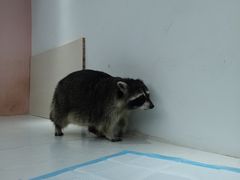 -浣熊柯尔鸭土拨鼠·电玩咖