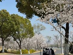 -羊山湖公园