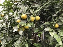 -上海新发展亚太JW万豪酒店