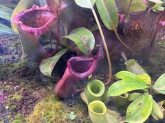 -中国科学院西双版纳热带植物园