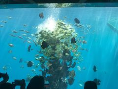 -瑞德姆美人鱼海底演艺主题餐厅(亚龙湾店)