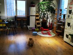 -东方名猫馆·英短金渐层布偶猫舍(环线广场1号楼店)