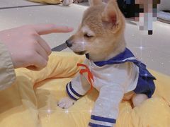 -逗柴咖啡屋·狗咖猫咖宠物桌游