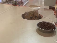 -三花喵·撸猫购宠·宠物生活馆(虹桥南丰城店)
