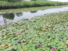 -太湖湖滨国家湿地公园-停车场