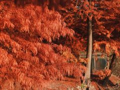 -上海海湾国家森林公园