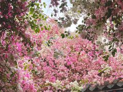 -深圳国际园林花卉博览园