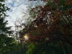 -云栖竹径