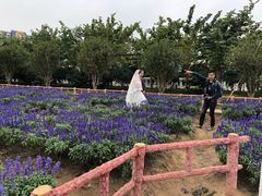 -百万葵园