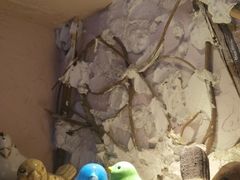 -翡翠鸟精品泰国菜(北辰财富中心店)