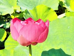 -莲花池公园