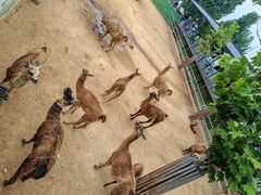 -西霞口神雕山野生动物世界