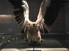 -青藏高原自然博物馆