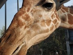 -清迈夜间动物园