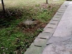 -洪林丹棱碗碗羊肉馆(白云街店)