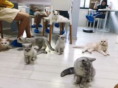 -喵的天空名猫咖啡馆·撸猫·猫舍·用品