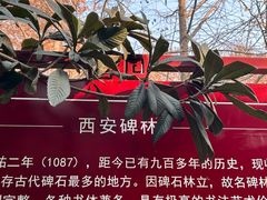 -西安碑林博物馆