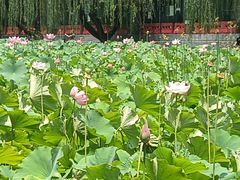 -莲湖公园