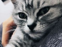 -喵zoo家庭繁育猫舍(尖东智能花园店)