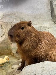 -Zoolung Zoolung动物主题公园(海信广场店)