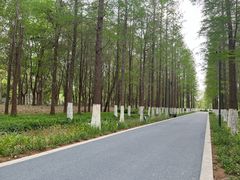 -昆山城市生态森林公园