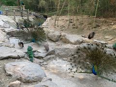 -栾川竹海野生动物园