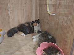 -爪爪喵星球·猫舍(卓悦中心店)