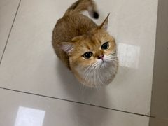 -艾贝尔宠物医院 ·内科全科(梁溪路店)