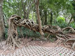 -中国科学院西双版纳热带植物园