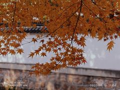-秋霞圃
