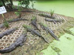 -中国扬子鳄村