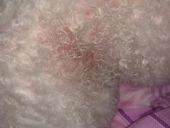 -艾贝尔宠物诊疗