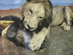 -国家自然博物馆