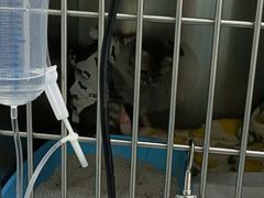 -中农国际动物医院24小时·猫科·骨科·急重症中心