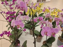 -盒马X会员店(王府井奥莱UP TOWN店)