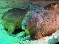 -Zoolung Zoolung动物主题公园(海信广场店)