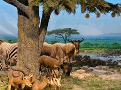 -国家自然博物馆