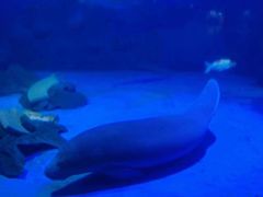 -烟台海昌鲸鲨海洋公园