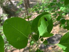 -鹫峰国家森林公园