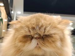 -藏猫猫咖啡主题馆(中央大道店)