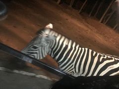 -清迈夜间动物园