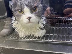 -PETKIT小佩宠物·低压洗护(国顺东路店)